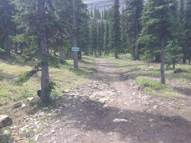 off road trail through an evergreen forest